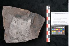 Foto (Objekt + Etikett) von Odontopteris minor Brongniart (NHMW-GEO-2024-0188-10726)
